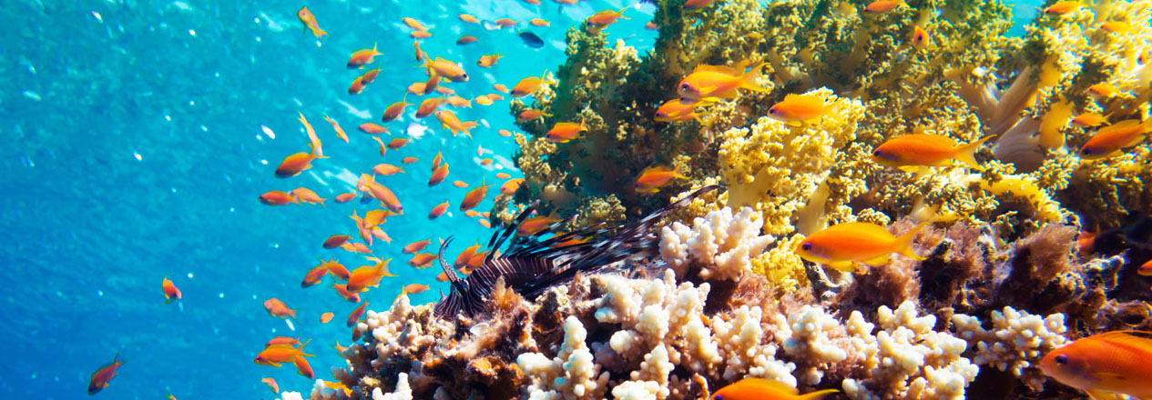 Estrategia integral ambiental